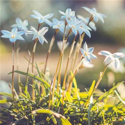 开云app手机版下载