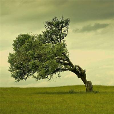 双赢彩票手机app下载